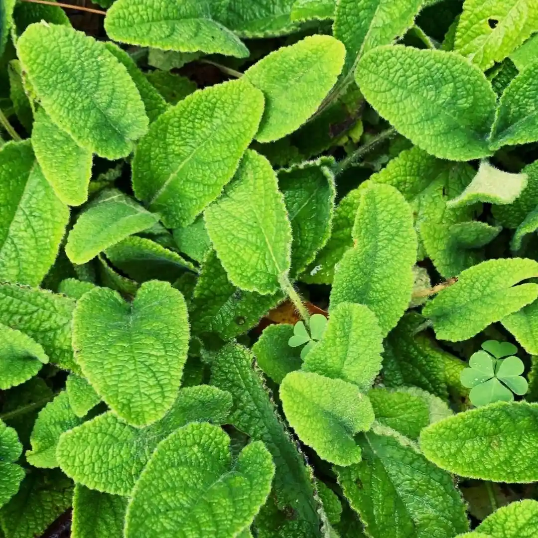 Herbs