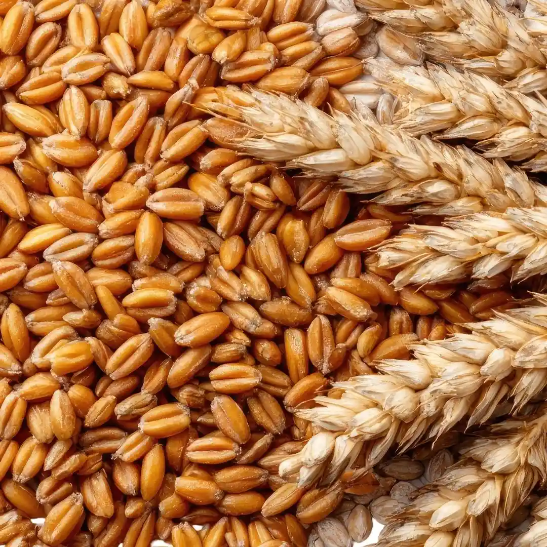 Wheat